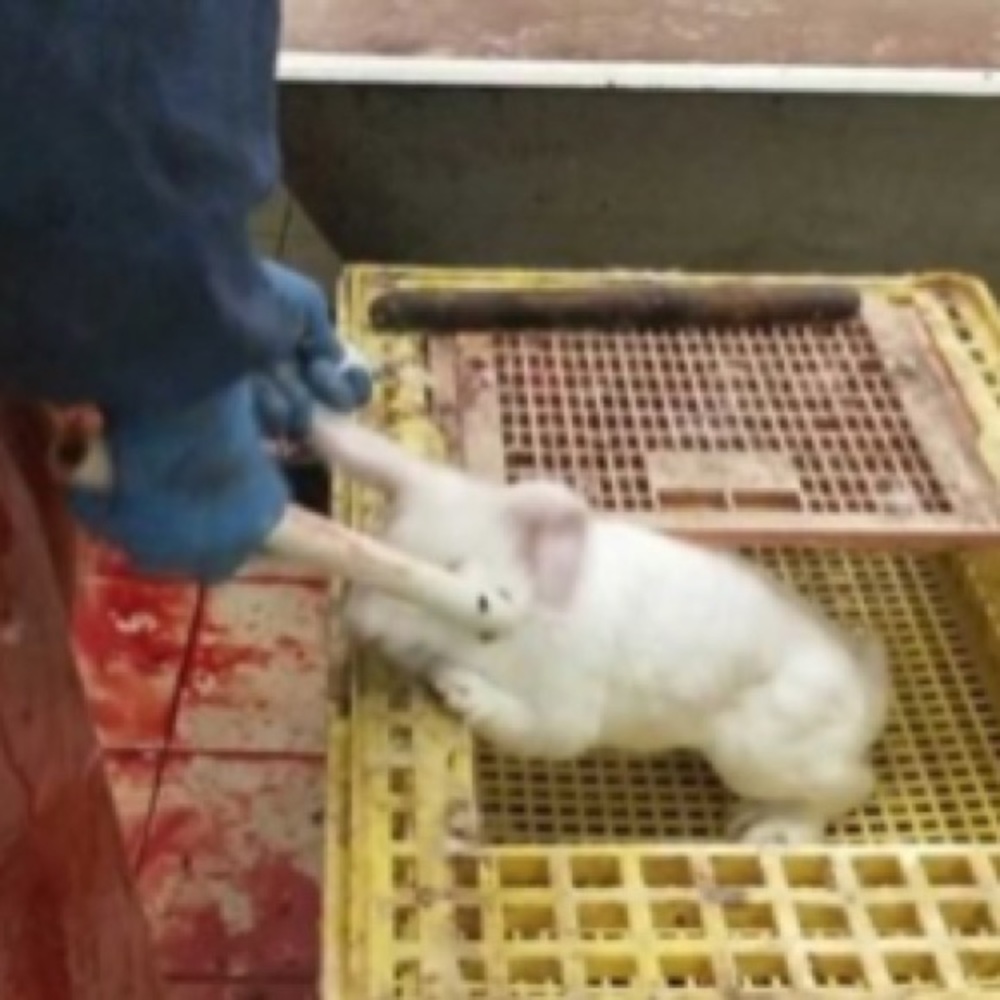 PLZ BUY PRE-OWNED FUR PRODUCTS
‼️NOT FOR SALE‼️ - Picture 10 of 13